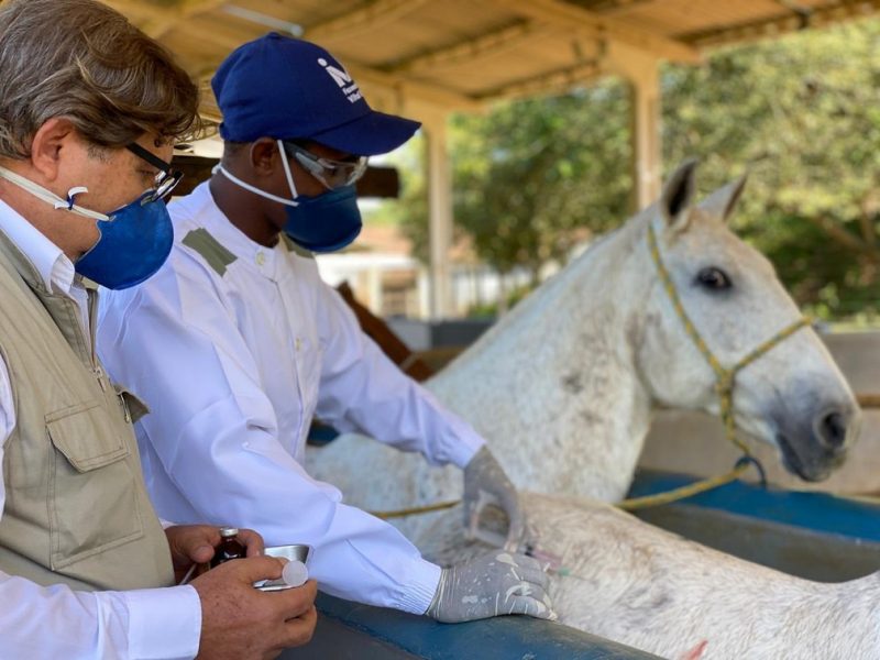 Anticorpos de cavalos podem ser usados em tratamento contra Covid