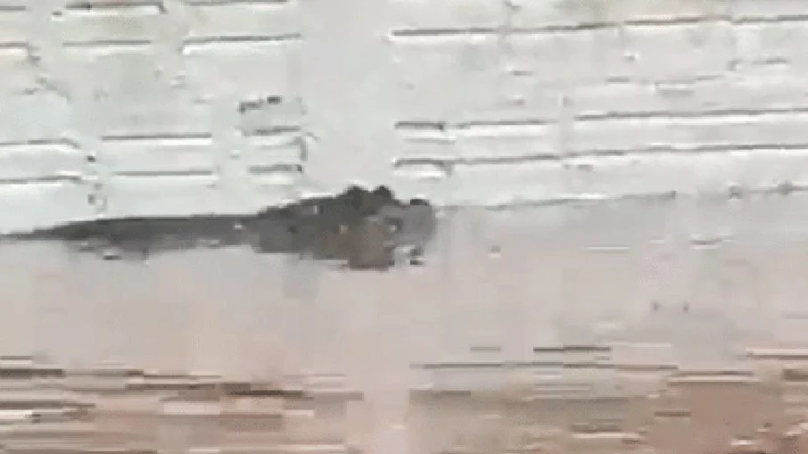 Jacaré é visto nas ruas alagadas de Porto Alegre; veja o vídeo Jacaré