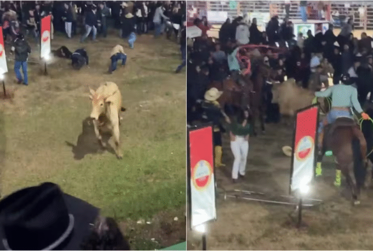Touro escapa de arena e avança contra o público na Festa do Peão de Passos (MG) touro